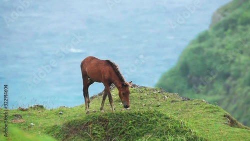 Wild horses grazing on Yonaguni island cinematic slow motion foal colt filly