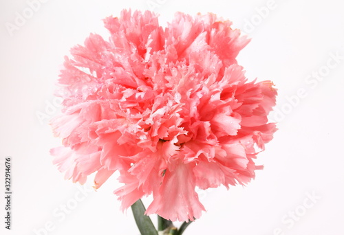 Pink carnation flowers isolated on white background