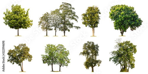 Collection of tropical green tree isolated on white. Saved with clipping path