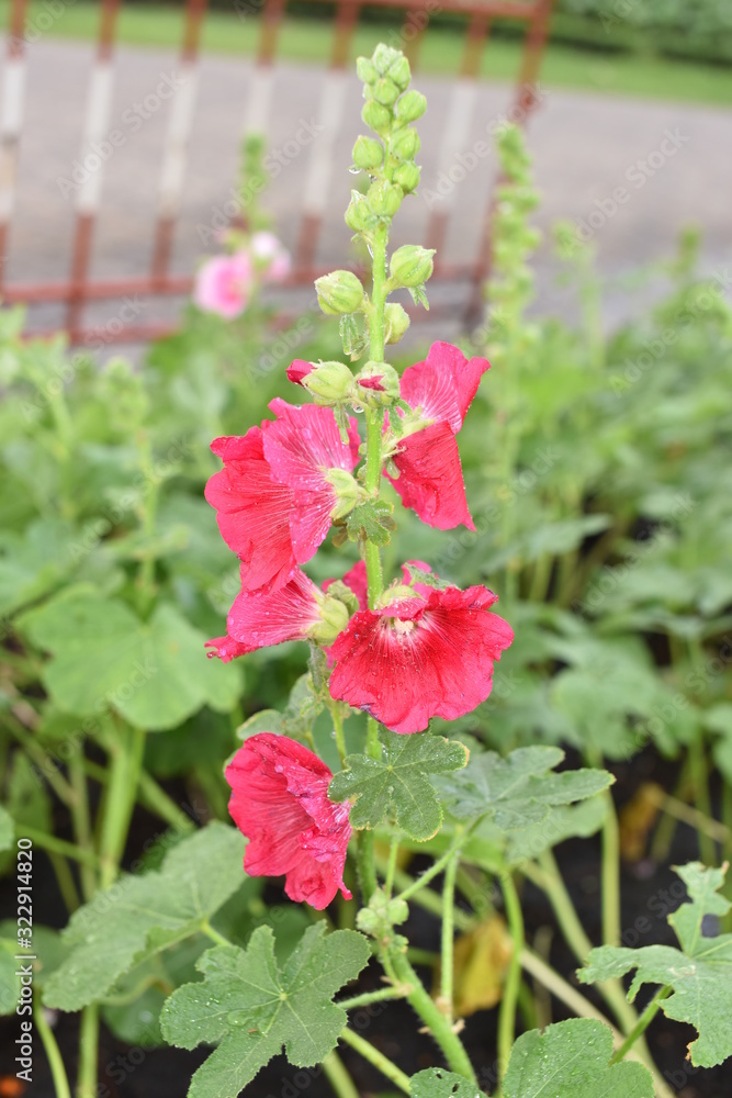 Colorful flowers in the garden.flower blooming.Beautiful flowers in the garden. Colorful flowers in the garden.flower blooming.Beautiful flowers in the garden.