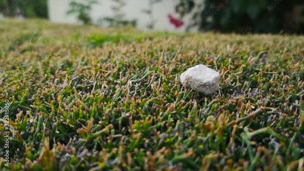 Slow-mo of a small rock falling on a bush/grass. Slow-mo of a small rock falling on a bush/grass.