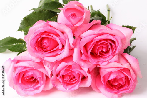 Pink roses isolated on white
