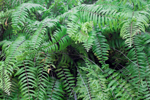 fresh green fern leaves background