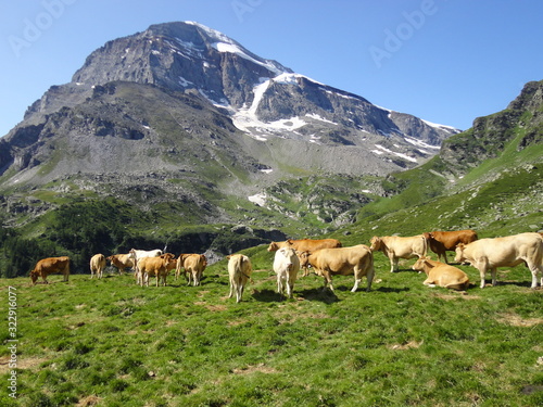 mucche al pascolo in alpe veglia