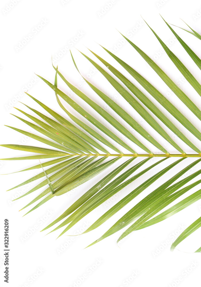 Fototapeta premium Palm Tree Leaves on white background