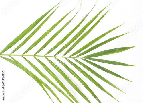 Palm Tree Leaves on white background