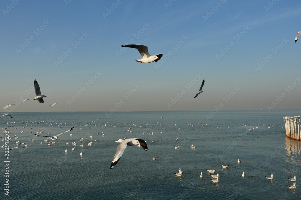 Group of Seagulls flying at the sea, Seagull with container cargo ship and blue sky in background at Bang Poo Recreational Retreat, Migratory birds in winter, Thailand