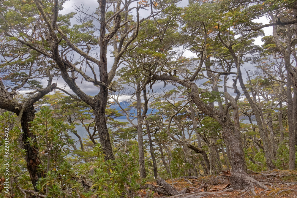 Argentina - a thicket in the national park. Argentina - a thicket in the national park.