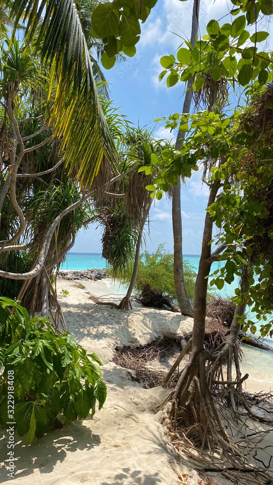 Fototapeta premium palm trees on the beach