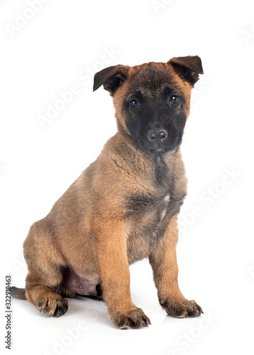 puppy malinois in studio