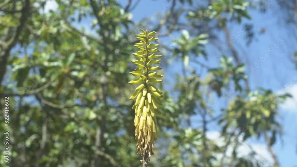 Aloe Vera's Yellow Flower with trees at the back Aloe Vera's Yellow Flower with trees at the back