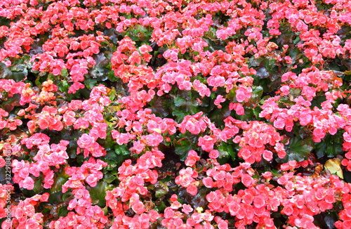 Close up Begonia flower background © Suwit