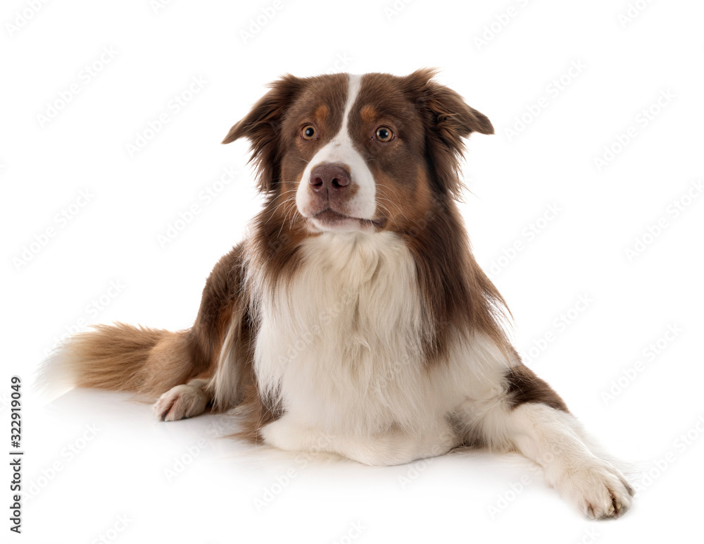 australian shepherd dog