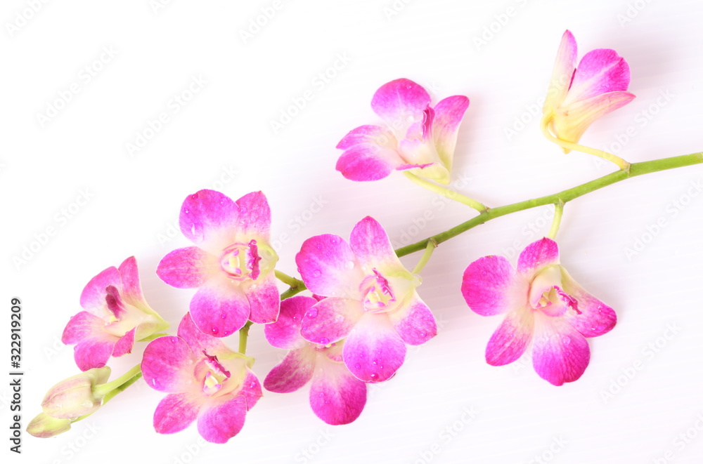 Pink orchids isolated on white background Pink orchids isolated on white background