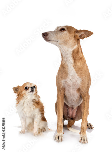 Fototapeta Naklejka Na Ścianę i Meble -  Ibizan Hound and chihuahua