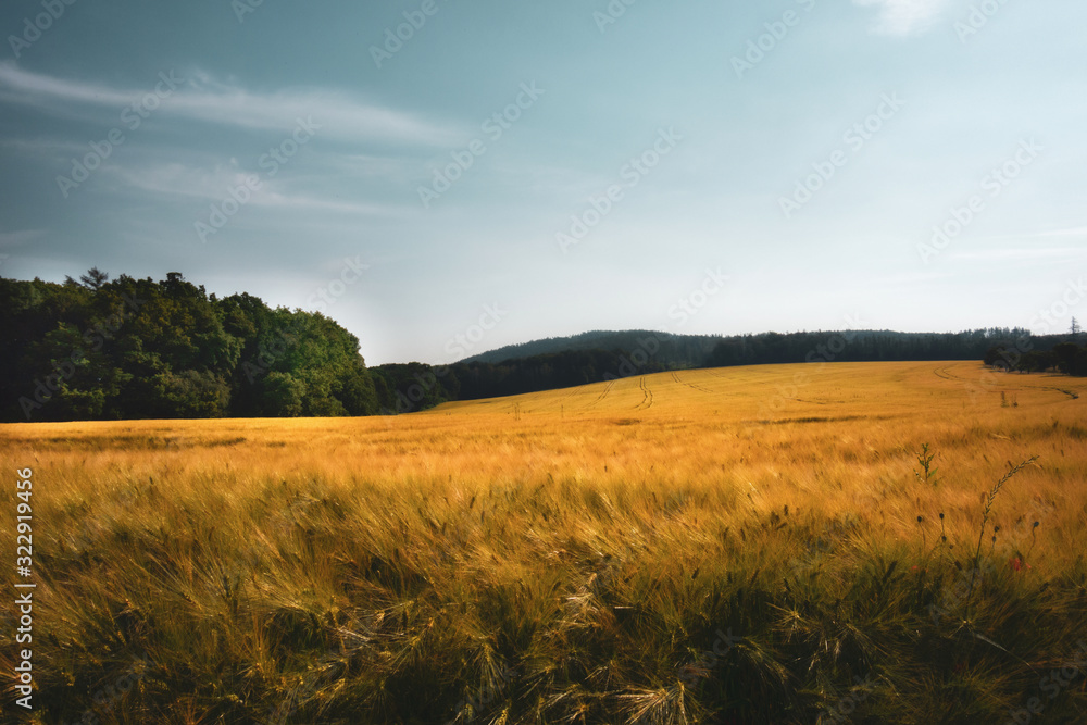 field of wheat and sunset