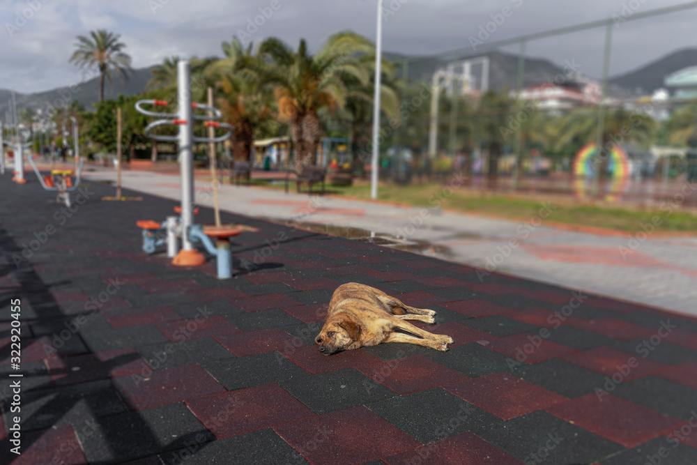 Hund auf der strasse.