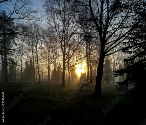 Fog between the trees in the summer morning