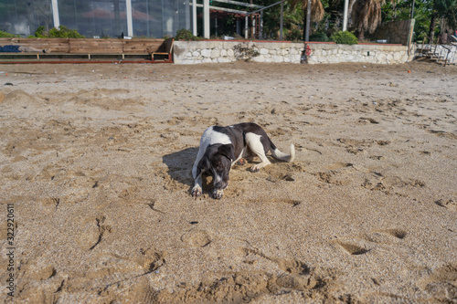 Liegende Hund am Strand.