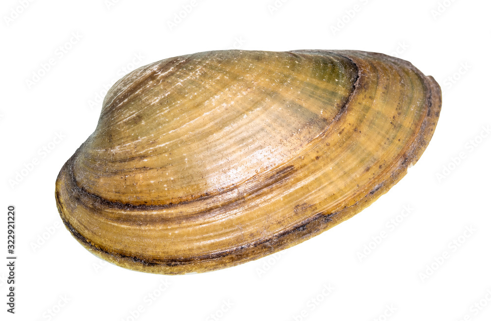 dried shell of quahog cutout on white dried shell of quahog cutout on white
