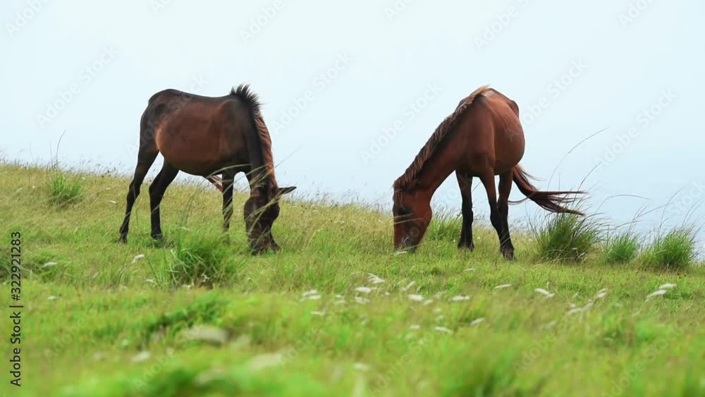 Wild horses grazing on Yonaguni island cinematic slow motion foal colt filly Wild horses grazing on Yonaguni island cinematic slow motion foal colt filly