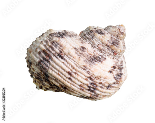 conch of whelk mollusc cutout on white