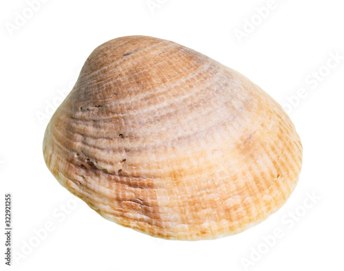 dried yellow seashell of clam cutout on white
