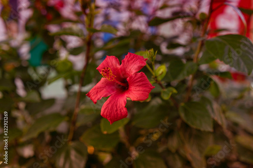Rote Blume.
