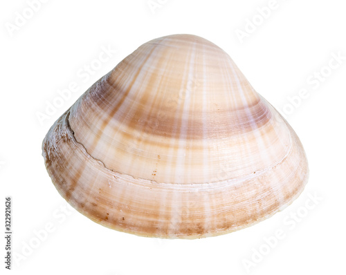 dried banded brown shell of clam cutout