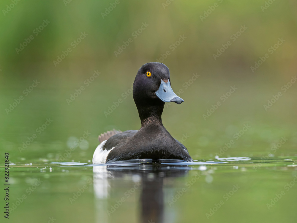 Male tufted duck (Aythya fuligula). The tufted duck (Aythya fuligula) is a small diving duck of the Anatidae family. Male tufted duck (Aythya fuligula). The tufted duck (Aythya fuligula) is a small diving duck of the Anatidae family.
