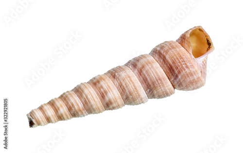 dried shell of turritella mollusk cutout on white