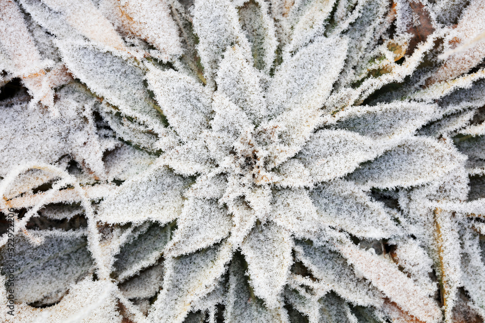 Snow on plants in winter Snow on plants in winter