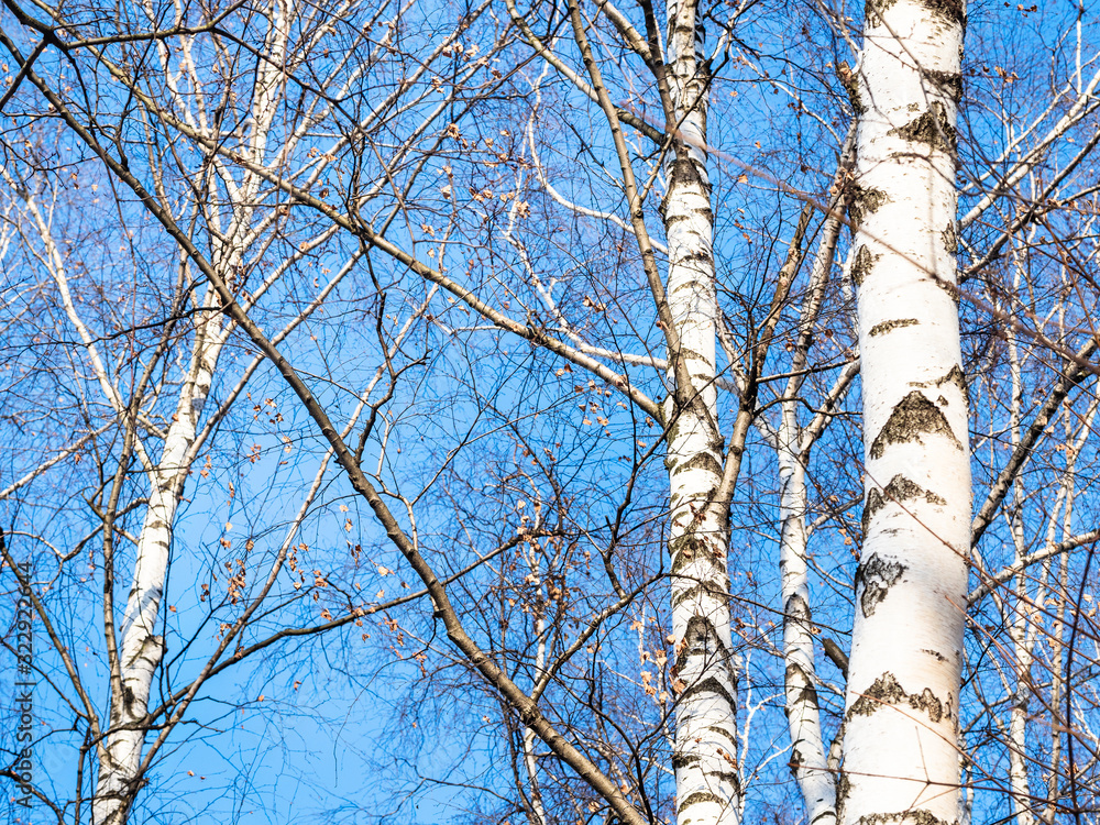 Obraz premium bare birch trees in park and blue sky in winter