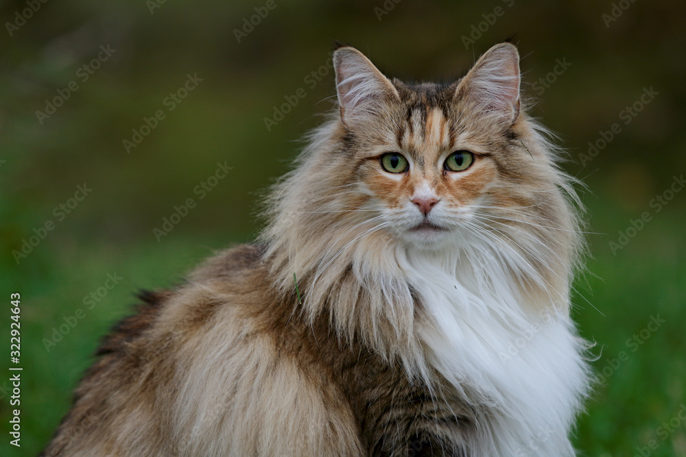 A beautiful norwegian forest cat female with alert expression sitting outdoors in summertime - obrazy, fototapety, plakaty 