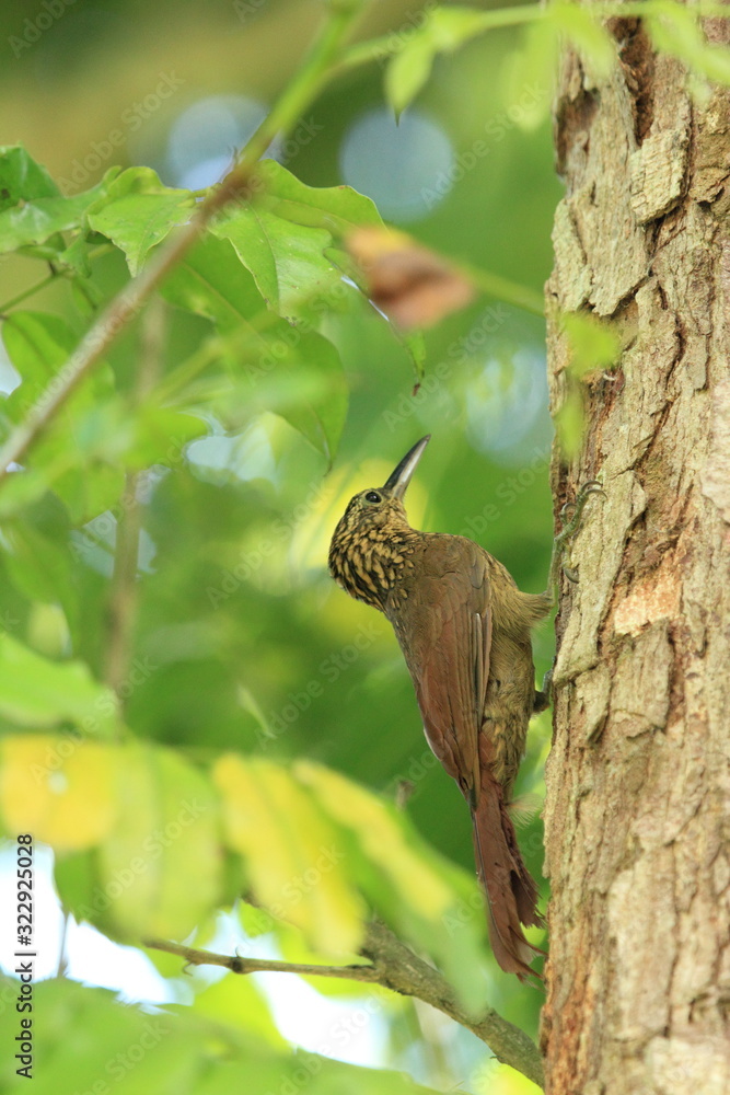 A woodcreeper bird foraging on a trunk tree A woodcreeper bird foraging on a trunk tree
