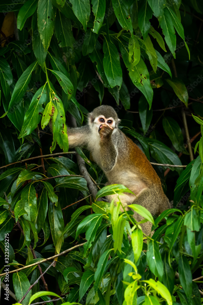 Obraz premium Squirrel monkey, Saimiri oerstedii, sitting on the tree trunk with green leaves, Corcovado NP, Costa Rica. Monkey in the tropic forest vegetation. Wildlife scene from nature. Beautiful cute animal