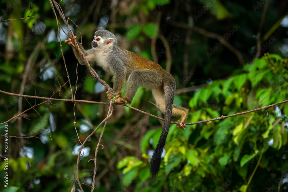 Obraz premium Squirrel monkey, Saimiri oerstedii, sitting on the tree trunk with green leaves, Corcovado NP, Costa Rica. Monkey in the tropic forest vegetation. Wildlife scene from nature. Beautiful cute animal