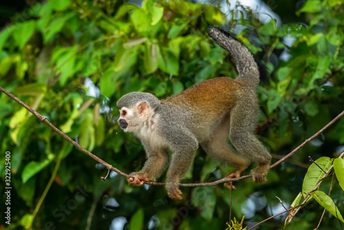 Squirrel monkey, Saimiri oerstedii, sitting on the tree trunk with green leaves, Corcovado NP, Costa Rica. Monkey in the tropic forest vegetation. Wildlife scene from nature. Beautiful cute animal
