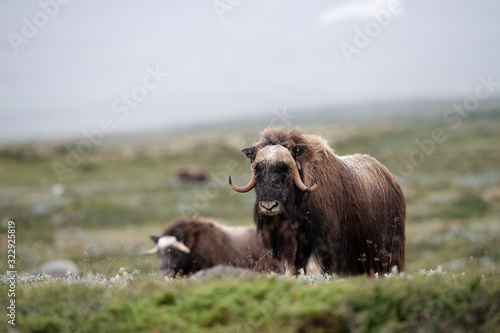 Musk ox  Ovibos moschatus  in autumn landscape in Dovre national