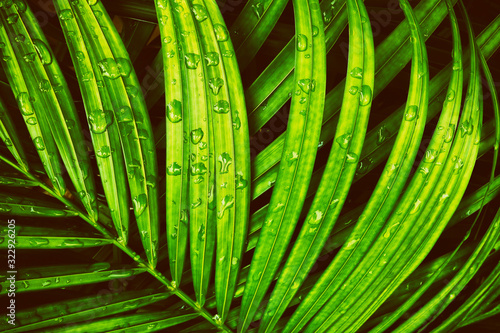 rainy season  water drop on tropical green leaf