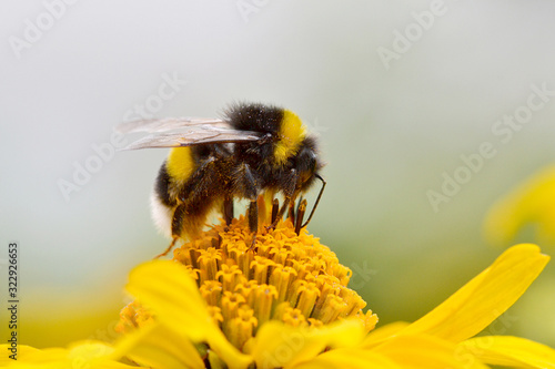 Bumblebee feeding on a yellow aster Fototapeta