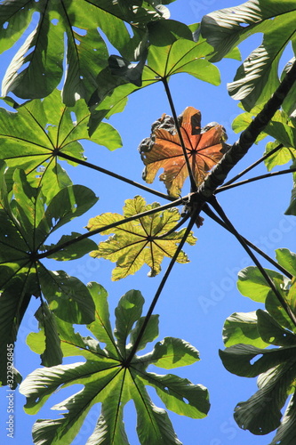 Abstract view of a trumpet tree or snakewood leaf Cecropia peltata, listed as one of the world's 100 worst invasive alien species photo