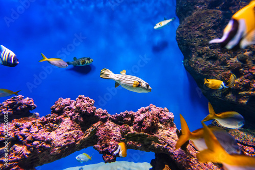 Arothron fish and other exotic tropical fish swim in the blue water photo