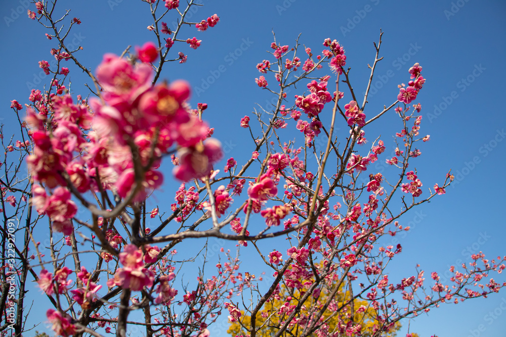 梅の花と青空 梅の花と青空