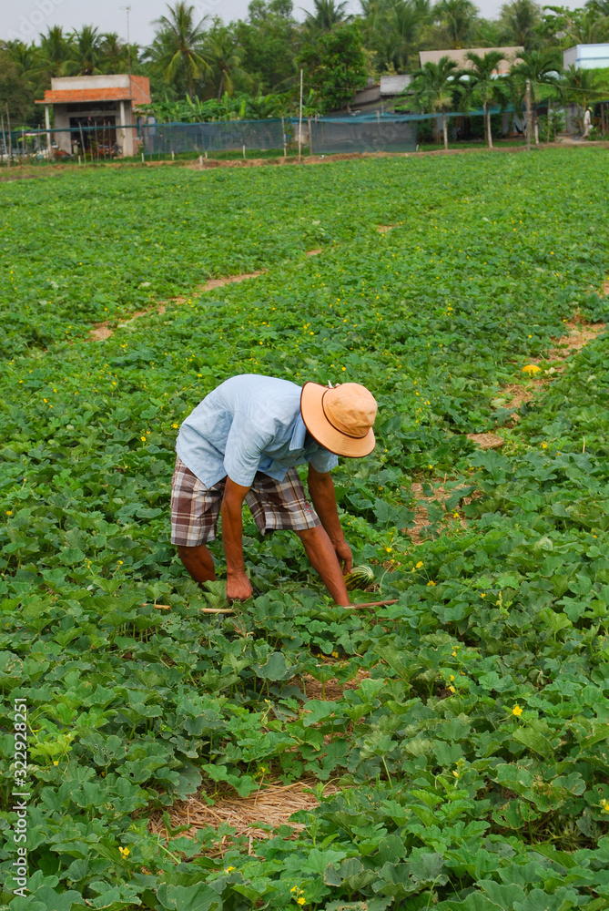 Fototapeta premium Unidentified farmer are taking care and harvesting Cucumis melo L. (Cantaloupe Melon,Musk melon,cantaloup,cassaba melon) in the field. Blue sky and white clouds with copy space for text or advertising