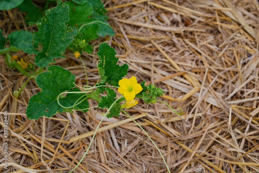 Closeup of Cucumis melo L. (Cantaloupe Melon,Musk melon,cantaloup,cassaba melon) flowers. Photo taken in the countryside of Vietnam