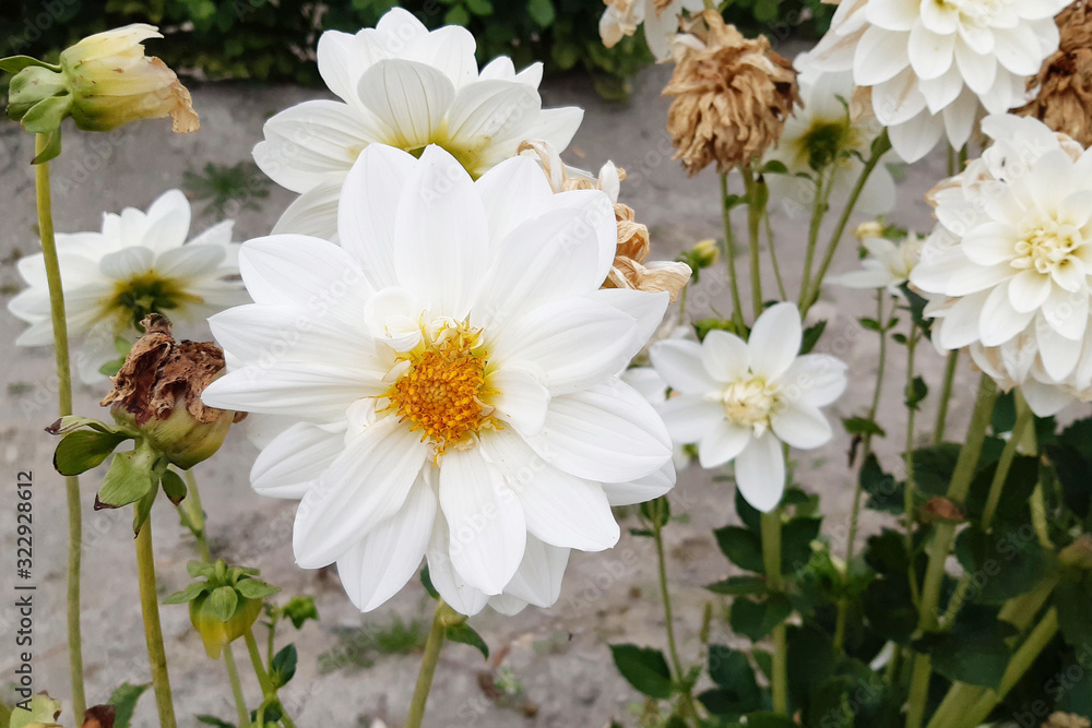 Obraz premium White dahlia on a background of green grass