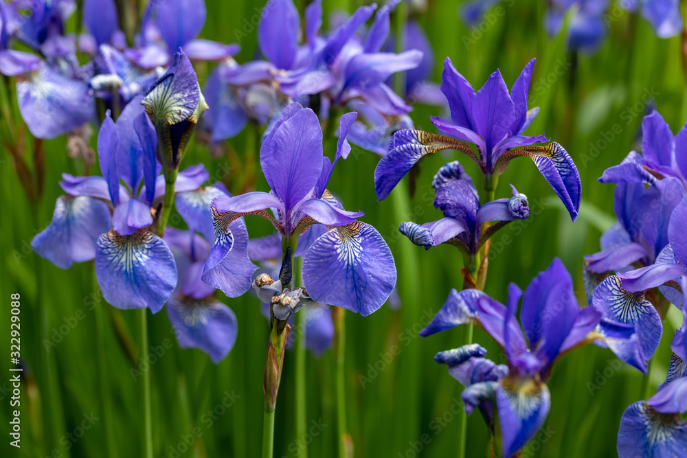 Blue flowers Iris versicolor beautifully blooming in the garden Blue flowers Iris versicolor beautifully blooming in the garden