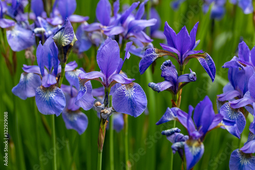 Blue flowers Iris versicolor beautifully blooming in the garden