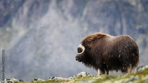 Musk ox (Ovibos moschatus) in autumn landscape in Dovre national photo